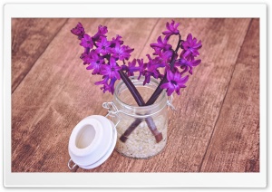 Hyacinths, Wood Background Ultra HD Wallpaper for 4K UHD Widescreen desktop, tablet & smartphone