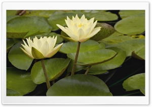 Hybrid Water Lilies White River Gardens State Park Indianapolis Indiana 4K UHD Wallpaper for Widescreen and UltraWide Desktop, UltraHD TV, Smartphone, Tablet