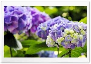 Hydrangea Ultra HD Wallpaper for 4K UHD Widescreen desktop, tablet & smartphone