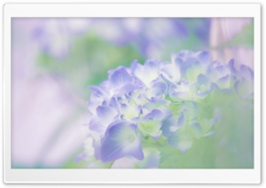 Hydrangea Blossoms Ultra HD Wallpaper for 4K UHD Widescreen desktop, tablet & smartphone