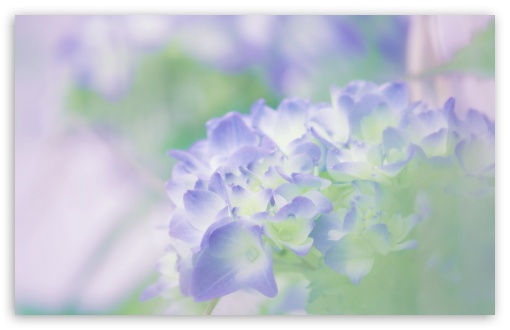 Blue Hydrangea Flower Hd Wallpaper Background, Blue Hydrangea Flower, Hd  Photography Photo, Hydrangea Background Image And Wallpaper for Free  Download