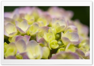 Hydrangea Blossoms 1 Ultra HD Wallpaper for 4K UHD Widescreen desktop, tablet & smartphone