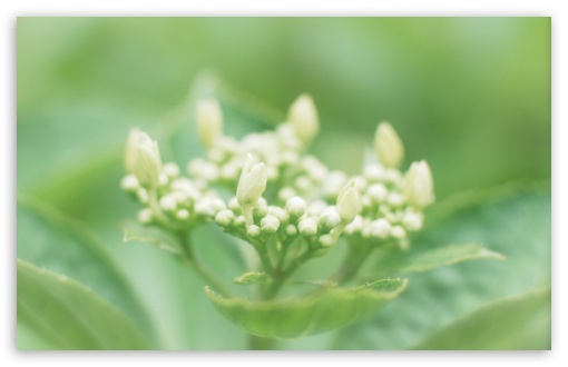 Hydrangea Buds UltraHD Wallpaper for 8K UHD TV 16:9 Ultra High Definition 2160p 1440p 1080p 900p 720p ; Widescreen 16:10 5:3 WHXGA WQXGA WUXGA WXGA WGA ; Fullscreen 4:3 5:4 3:2 UXGA XGA SVGA QSXGA SXGA DVGA HVGA HQVGA ( Apple PowerBook G4 iPhone 4 3G 3GS iPod Touch ) ; Tablet 1:1 ;