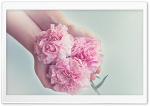 I Give You Flowers Ultra HD Wallpaper for 4K UHD Widescreen desktop, tablet & smartphone