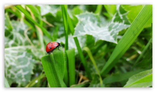 i just like to take pictures for anything beautiful UltraHD Wallpaper for UHD 16:9 ; HD 16:9 ;