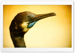 I Like Birds Ultra HD Wallpaper for 4K UHD Widescreen desktop, tablet & smartphone