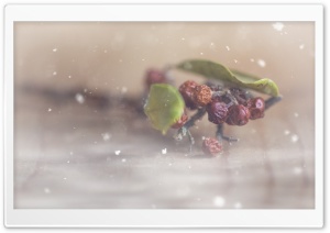 Ice Berries Ultra HD Wallpaper for 4K UHD Widescreen desktop, tablet & smartphone