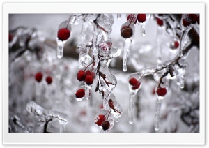 Iced Berries Ultra HD Wallpaper for 4K UHD Widescreen desktop, tablet & smartphone
