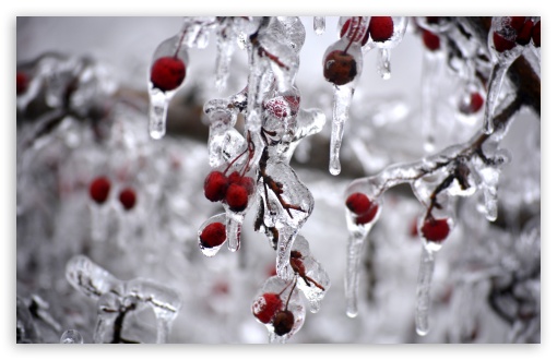 Iced Berries UltraHD Wallpaper for UHD 16:9 ; HD 16:9 ; Widescreen 16:10 5:3 ; Fullscreen 4:3 5:4 3:2 ; Tablet 1:1 ; Mobile 3:5 3:4 ;