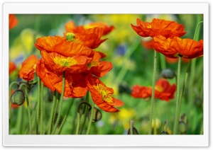 Iceland Poppies Orange Flowers Field Ultra HD Wallpaper for 4K UHD Widescreen desktop, tablet & smartphone