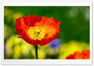 Iceland Poppy Orange Flower Ultra HD Wallpaper for 4K UHD Widescreen desktop, tablet & smartphone