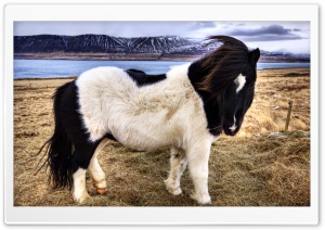 Icelandic Horse Ultra HD Wallpaper for 4K UHD Widescreen desktop, tablet & smartphone