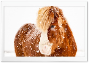 Icelandic Horse, Snowflakes, Winter Ultra HD Wallpaper for 4K UHD Widescreen desktop, tablet & smartphone