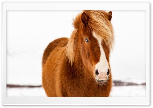 Icelandic Horse, Winter Ultra HD Wallpaper for 4K UHD Widescreen desktop, tablet & smartphone