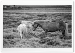 Icelandic Horses Black and White Ultra HD Wallpaper for 4K UHD Widescreen desktop, tablet & smartphone