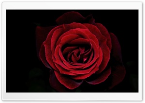 Iconic Dark Velvet Papa Meilland Rose in Bloom 4K UHD Wallpaper for Widescreen and UltraWide Desktop, UltraHD TV, Smartphone, Tablet