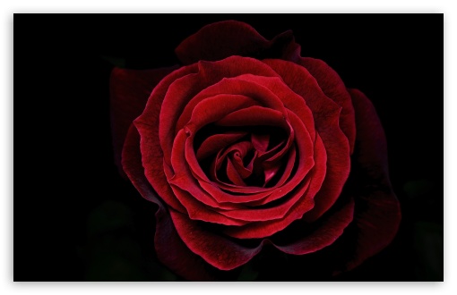 Iconic Dark Velvet Papa Meilland Rose in Bloom 4K UHD Wallpaper for Widescreen and UltraWide Desktop, UltraHD TV, Smartphone, Tablet Iconic Dark Velvet Papa Meilland Rose in Bloom UltraHD Wallpaper for UHD 16:9 ; HD 16:9 ; UltraWide 21:9 24:10 32:9 32:10 ; Widescreen 16:10 5:3 ; Fullscreen 4:3 5:4 3:2 ; Tablet 1:1 ; Mobile 9:16 9:19.5 9:20 9:21 9:22 10:16 2:3 3:5 3:4 ; Dual 16:10 5:3 16:9 4:3 5:4 3:2 ;