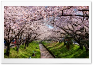 Iga River And Sakura Ultra HD Wallpaper for 4K UHD Widescreen desktop, tablet & smartphone