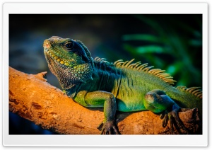 Iguana Ultra HD Wallpaper for 4K UHD Widescreen desktop, tablet & smartphone