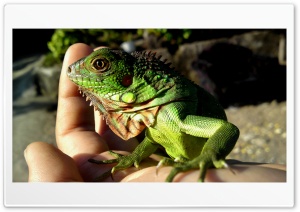 iguana Ultra HD Wallpaper for 4K UHD Widescreen Desktop, Lockscreen, Screensaver, TV, Tablet, Smartphone