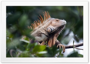 iguana Ultra HD Wallpaper for 4K UHD Widescreen Desktop, Lockscreen, Screensaver, TV, Tablet, Smartphone