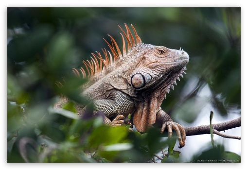 iguana UltraHD Wallpaper for Fullscreen 3:2 DVGA HVGA HQVGA ( Apple PowerBook G4 iPhone 4 3G 3GS iPod Touch ) ;