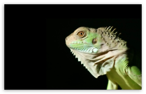 iguana UltraHD Wallpaper for Widescreen 16:10 WHXGA WQXGA WUXGA WXGA ;