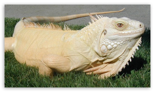 iguana albina UltraHD Wallpaper for Mobile 16:9 - 2160p 1440p 1080p 900p 720p ;