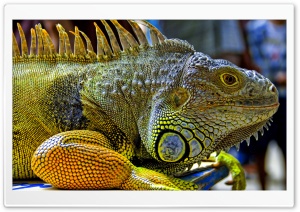 Iguana In Malaysia Ultra HD Wallpaper for 4K UHD Widescreen desktop, tablet & smartphone