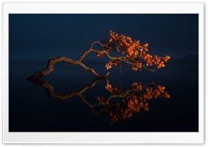 Illuminated Autumn Oak Tree Leaning Over Dark 4K UHD Wallpaper for Widescreen and UltraWide Desktop, UltraHD TV, Smartphone, Tablet