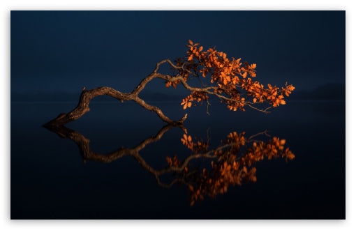 Illuminated Autumn Oak Tree Leaning Over Dark UltraHD Wallpaper for UHD 16:9 ; HD 16:9 ; UltraWide 21:9 24:10 32:9 32:10 ; Widescreen 16:10 ; Tablet 1:1 ; Dual 16:10 16:9 ;