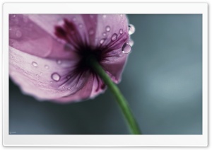 iMac Poppy Ultra HD Wallpaper for 4K UHD Widescreen desktop, tablet & smartphone