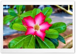 Impala Lily flower Ultra HD Wallpaper for 4K UHD Widescreen desktop, tablet & smartphone