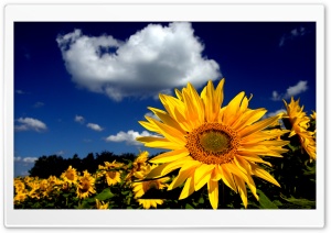 Impressive Sunflower Ultra HD Wallpaper for 4K UHD Widescreen desktop, tablet & smartphone