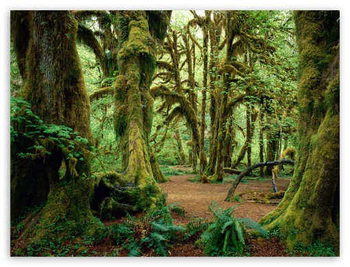 in forest green UltraHD Wallpaper for Fullscreen 4:3 ;