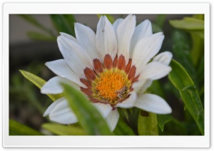 In Full Bloom 4K UHD Wallpaper for Widescreen and UltraWide Desktop, UltraHD TV, Smartphone, Tablet