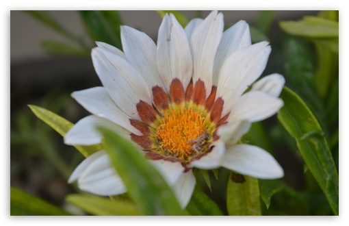In Full Bloom UltraHD Wallpaper for UHD 16:9 ; HD 16:9 ; Widescreen 16:10 5:3 ; Fullscreen 3:2 ;