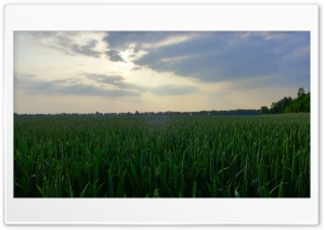 In The Cornfield Ultra HD Wallpaper for 4K UHD Widescreen Desktop, Lockscreen, Screensaver, TV, Tablet, Smartphone