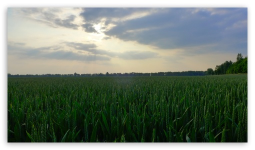 In The Cornfield UltraHD Wallpaper for UHD 16:9 ; HD 16:9 ;