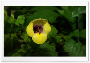 In The Garden Ultra HD Wallpaper for 4K UHD Widescreen desktop, tablet & smartphone
