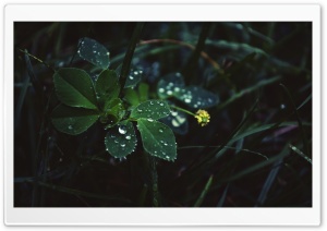 In The Rain Ultra HD Wallpaper for 4K UHD Widescreen desktop, tablet & smartphone