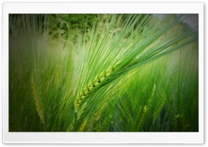 In The Wheat Field Ultra HD Wallpaper for 4K UHD Widescreen desktop, tablet & smartphone