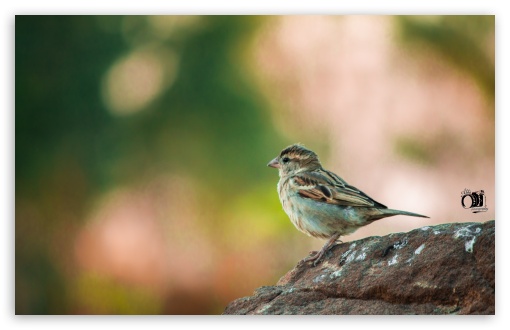 indian bushlark UltraHD Wallpaper for UHD 16:9 ; HD 16:9 ; UltraWide 21:9 24:10 ; Widescreen 16:10 5:3 ;
