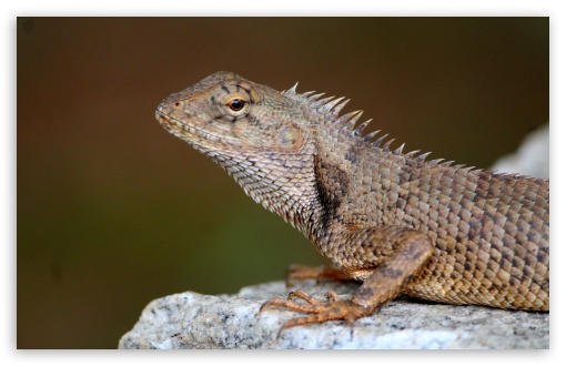 Indian Lizard UltraHD Wallpaper for UHD 16:9 ; HD 16:9 ; Widescreen 16:10 5:3 ;