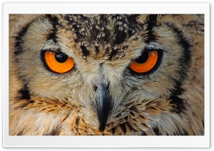 Indian Owl Ultra HD Wallpaper for 4K UHD Widescreen desktop, tablet & smartphone