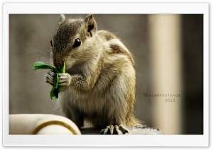 Indian Palm Squirrel Ultra HD Wallpaper for 4K UHD Widescreen desktop, tablet & smartphone
