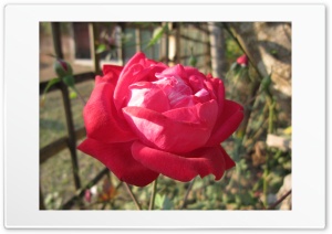 Indian rose flower 4K UHD Wallpaper for Widescreen and UltraWide Desktop, UltraHD TV, Smartphone, Tablet