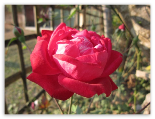 Indian rose flower UltraHD Wallpaper for Fullscreen 4:3 ;