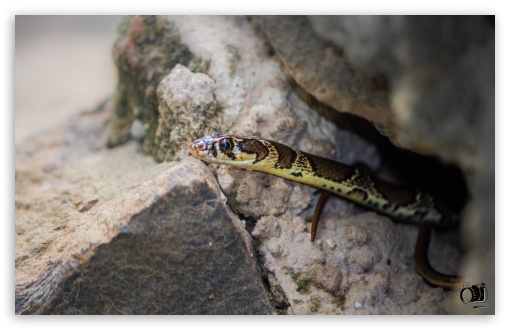 indian snake UltraHD Wallpaper for UHD 16:9 ; HD 16:9 ; Widescreen 16:10 5:3 ; Fullscreen 3:2 ;