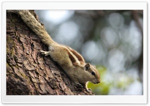 Indian Squirrel Ultra HD Wallpaper for 4K UHD Widescreen desktop, tablet & smartphone